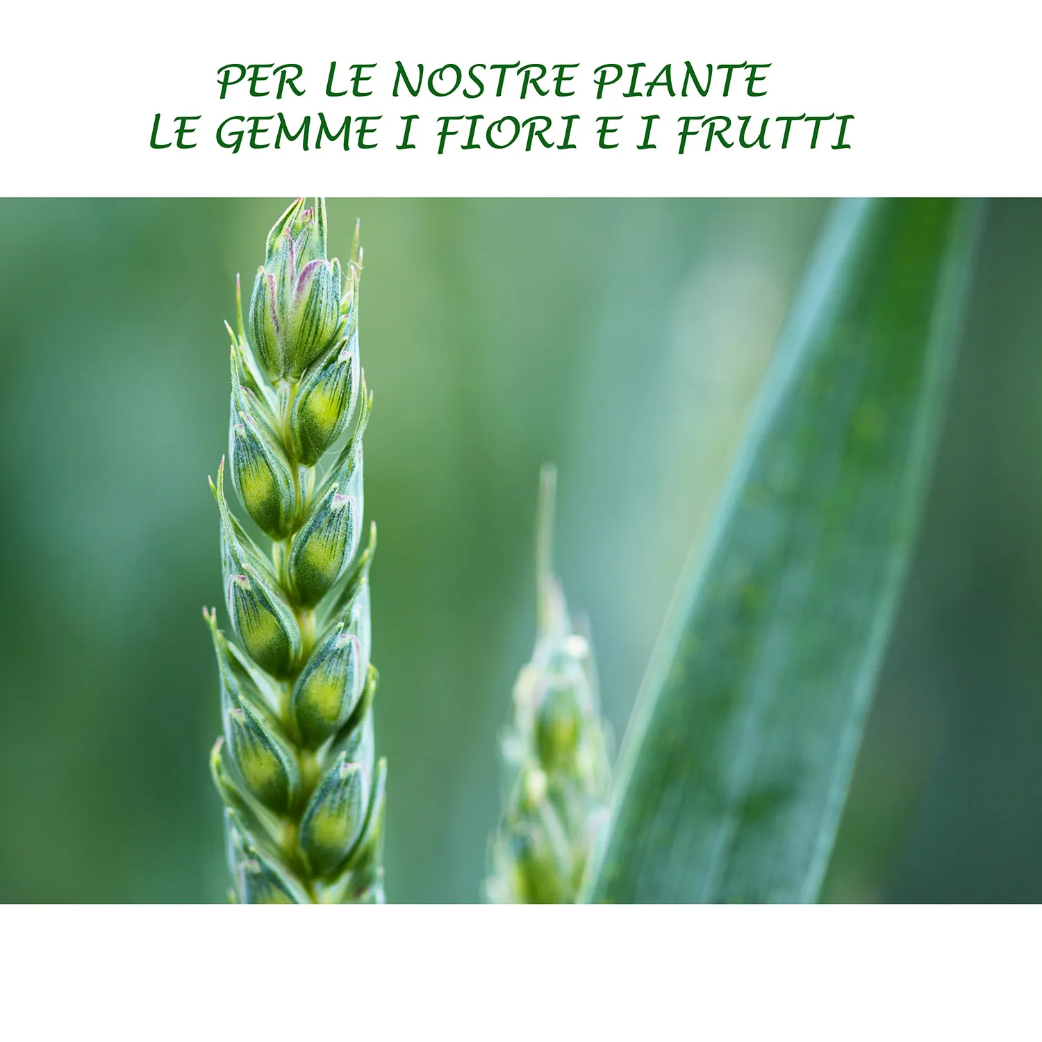 BIOALT Micros L concime liquido 250 ml con ferro chelato
