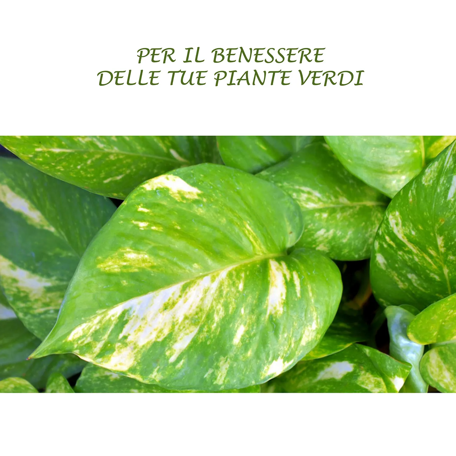 BIOALT Piante Verdi concime liquido 250 ml NPK