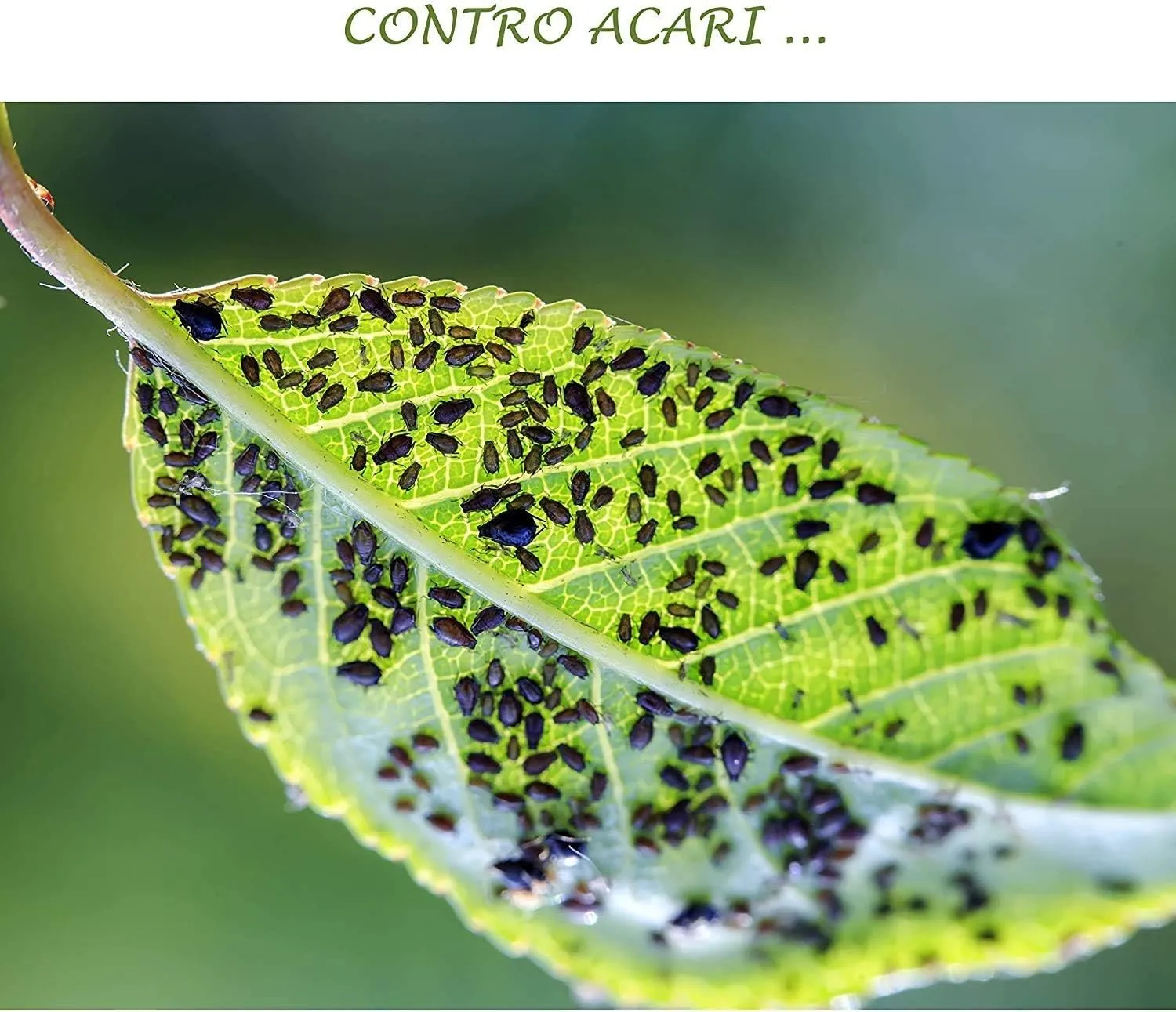 BIOALT Ortica estratto naturale 1 litro afidi
