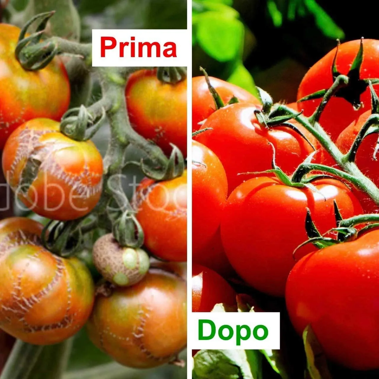 Bio A.L.T. Olio di Neem Piante Pronto Uso 500 ml Inodore
