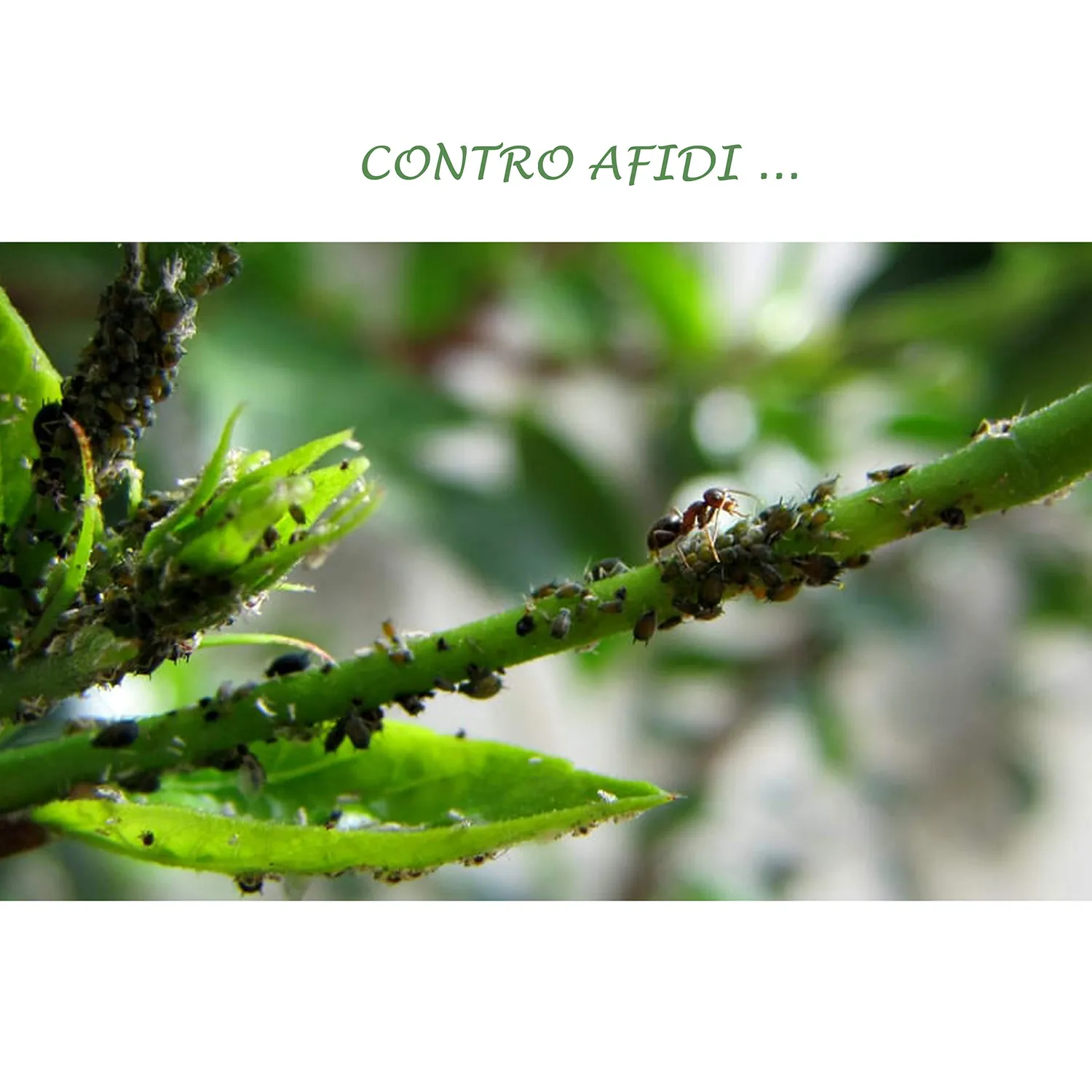 Bio A.L.T. Bio Afid insetticida agrumi 250 ml afidi