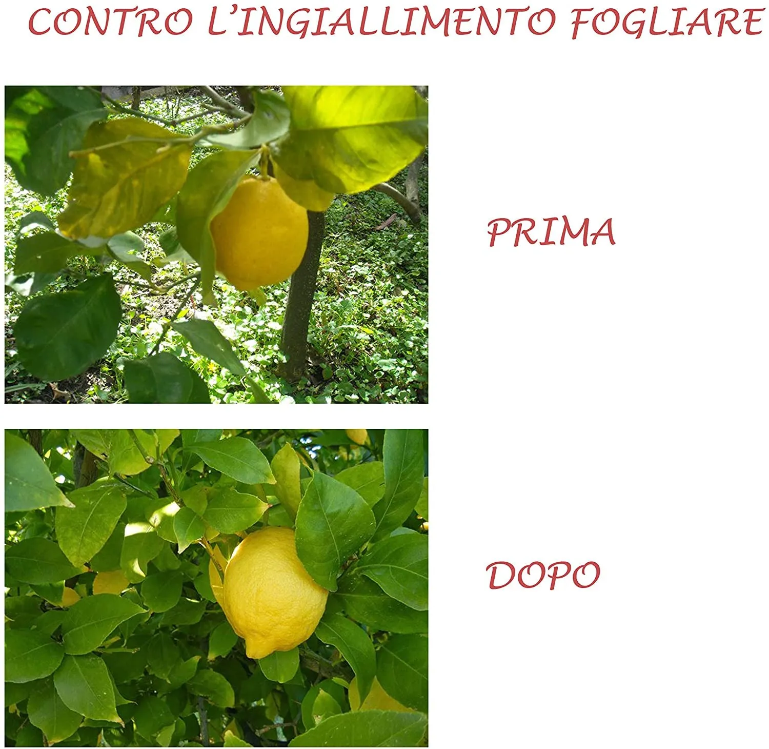 Bio A.L.T. Agrumi Concime Liquido NPK 1 Litro Chelato