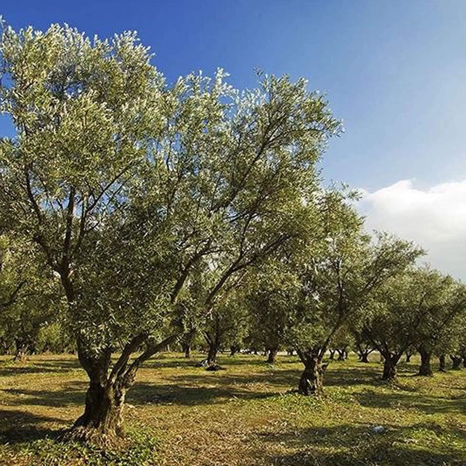 BIOALT Legno distillato corroborante 1 litro bio