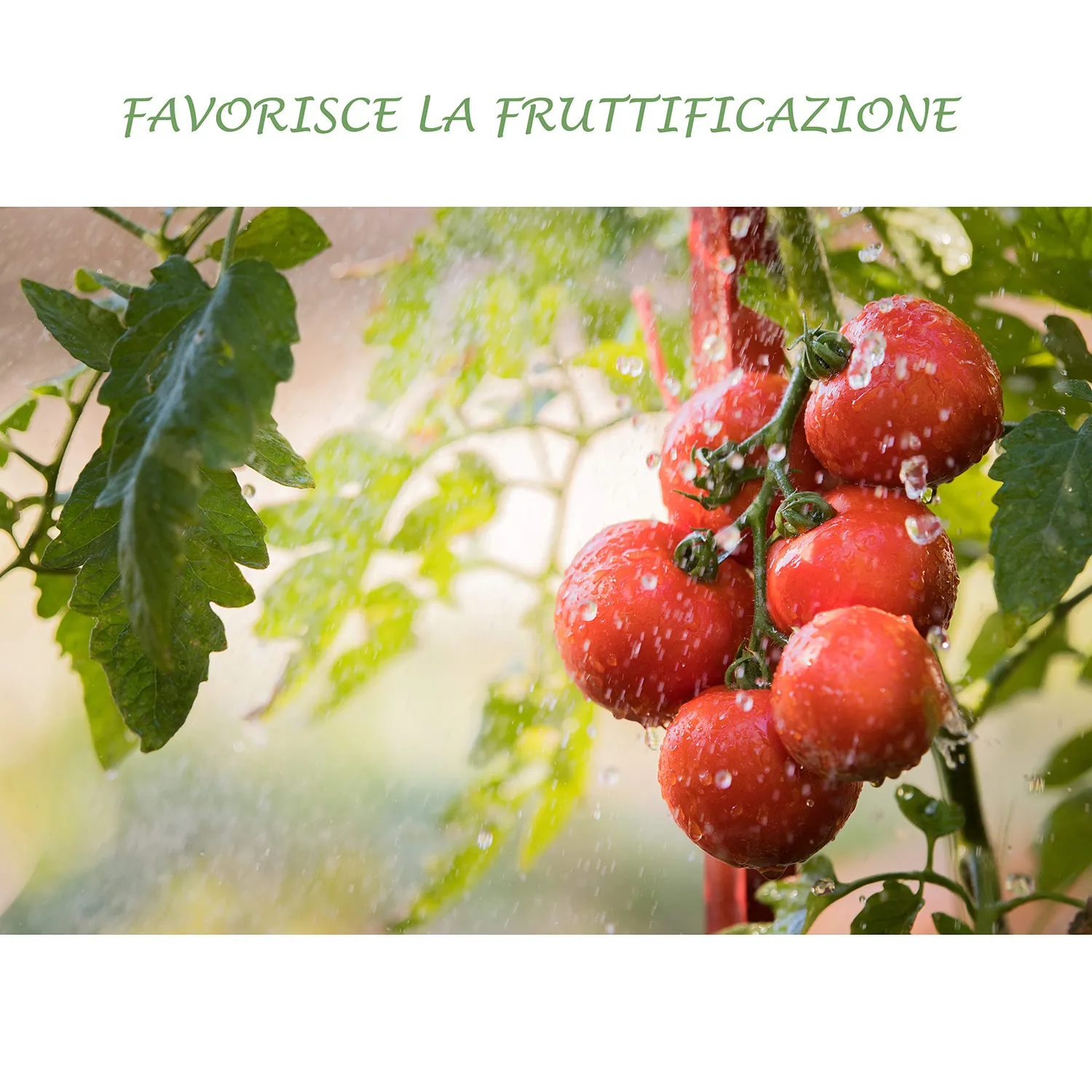 BIOALT Universale 20.20.20 concime NPK 1 kg fiori e frutti