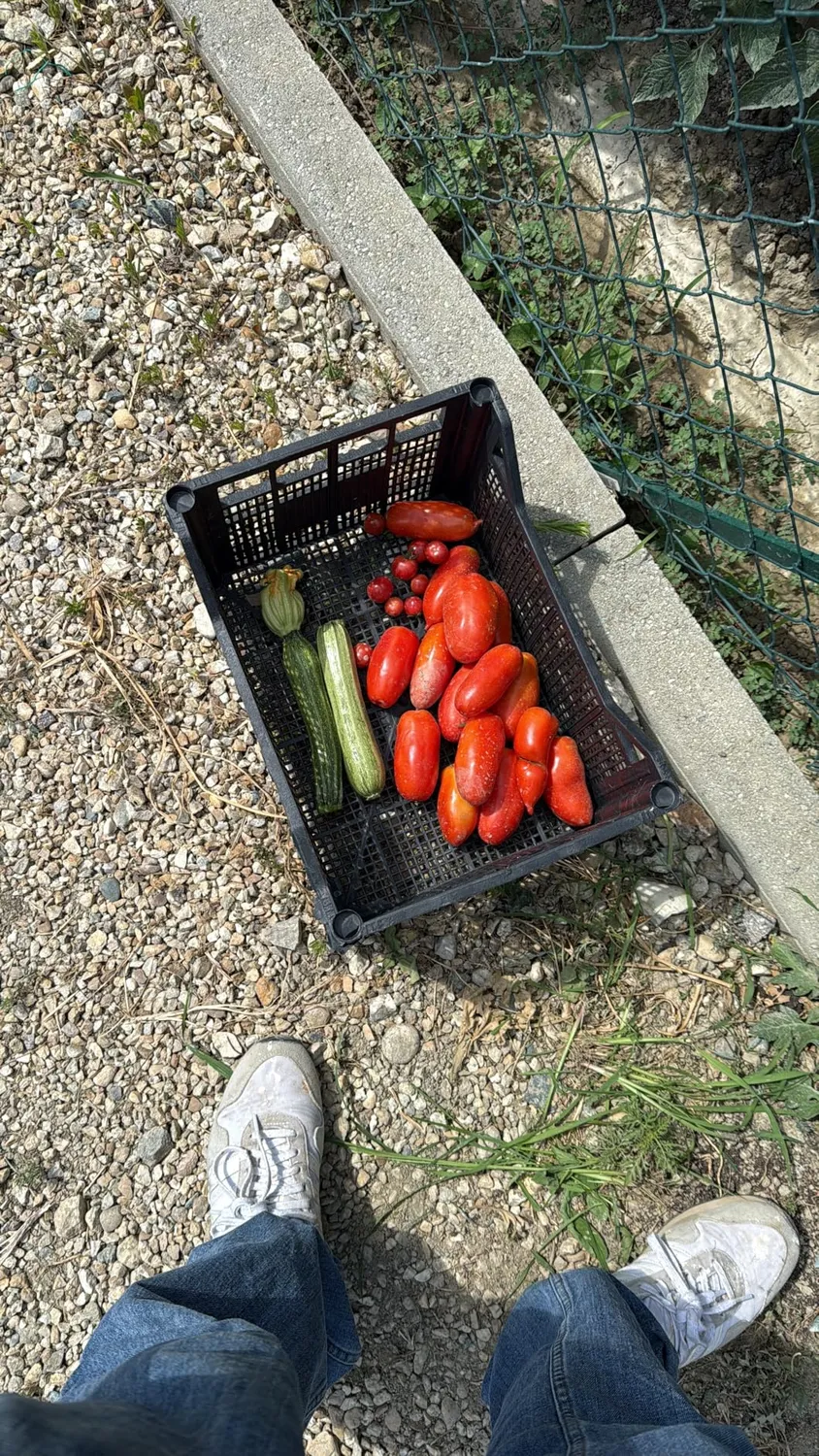 Bio A.L.T. PitMag concime pomodoro 1 litro calcio magnesio