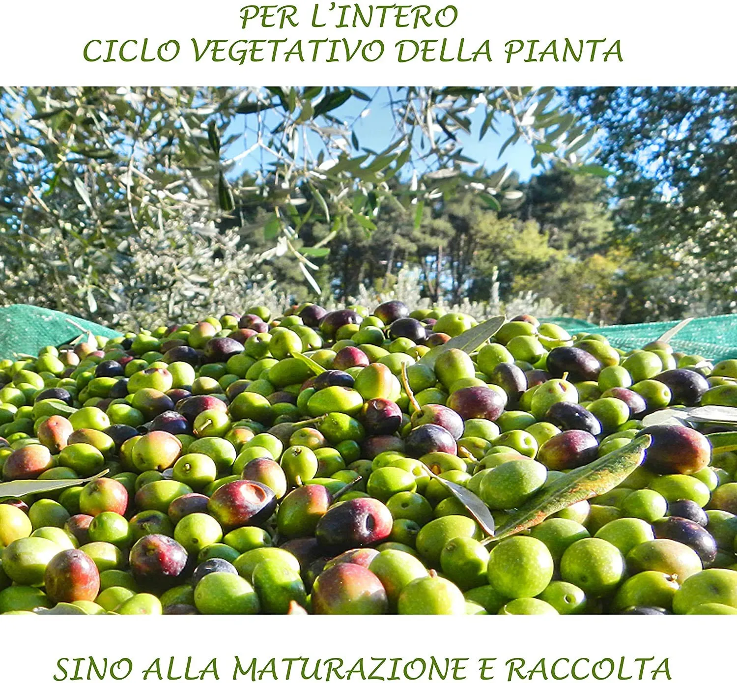 Bio A.L.T. Olivo Concime Liquido NPK 3 Litri Completo