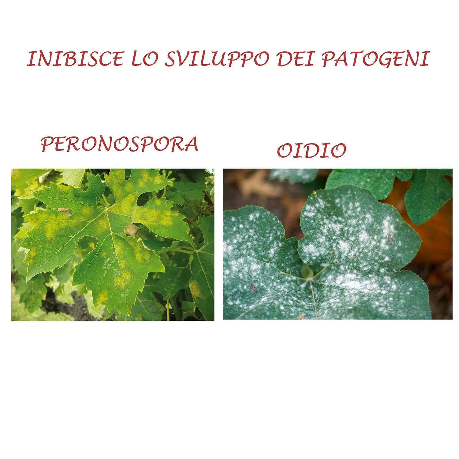 BIOALT Sekacit fungicida naturale 250 ml mimosa e oidio