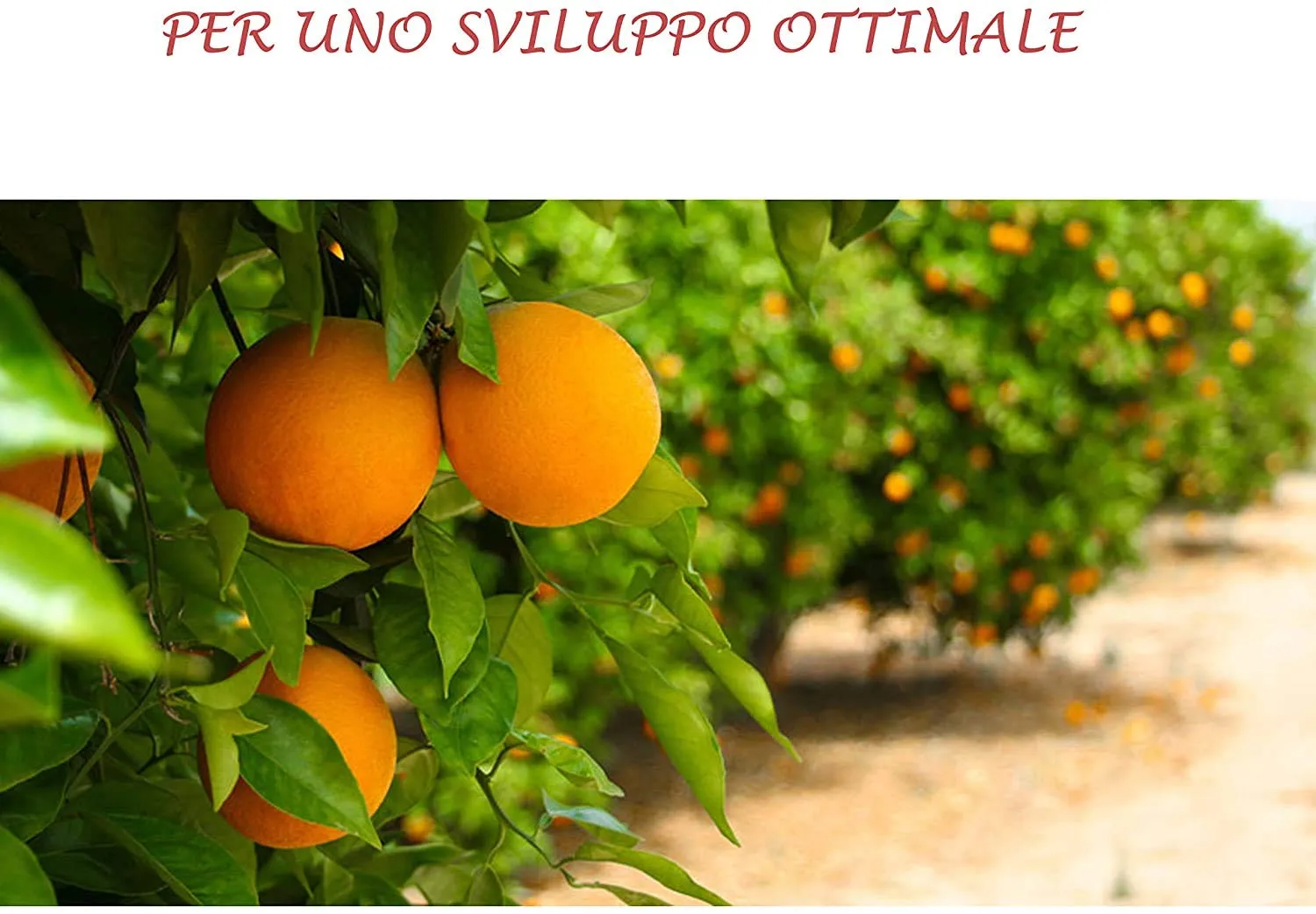 Bioalt Agrumi Concime liquido 3 litri NPK completo