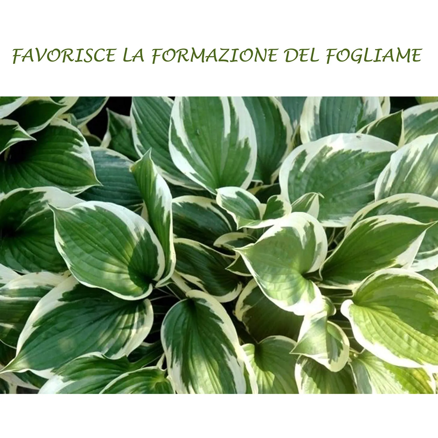 BIOALT Piante Verdi concime liquido 250 ml NPK