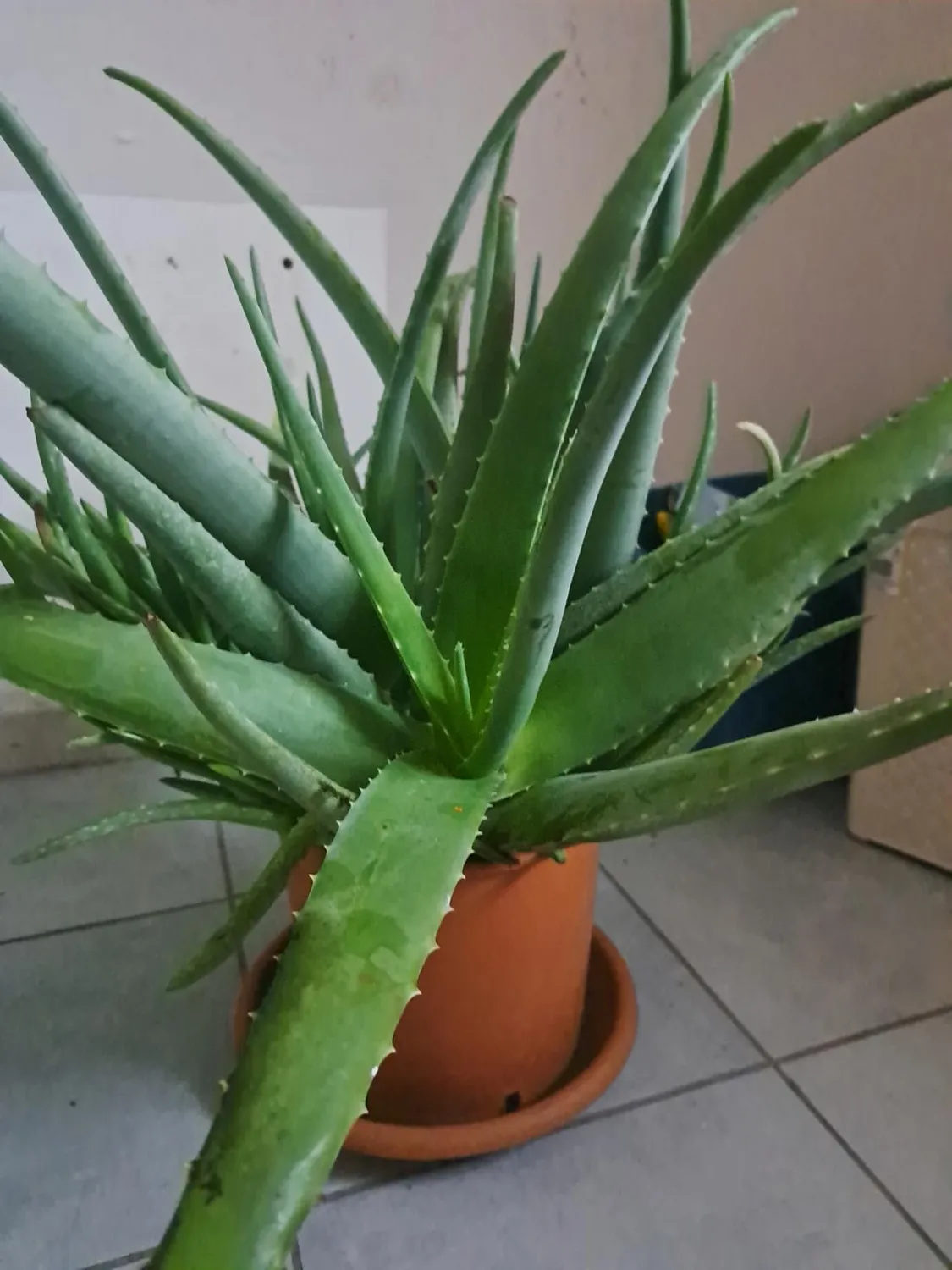 Bio A.L.T. Olio di Neem Piante Pronto Uso 500 ml Inodore