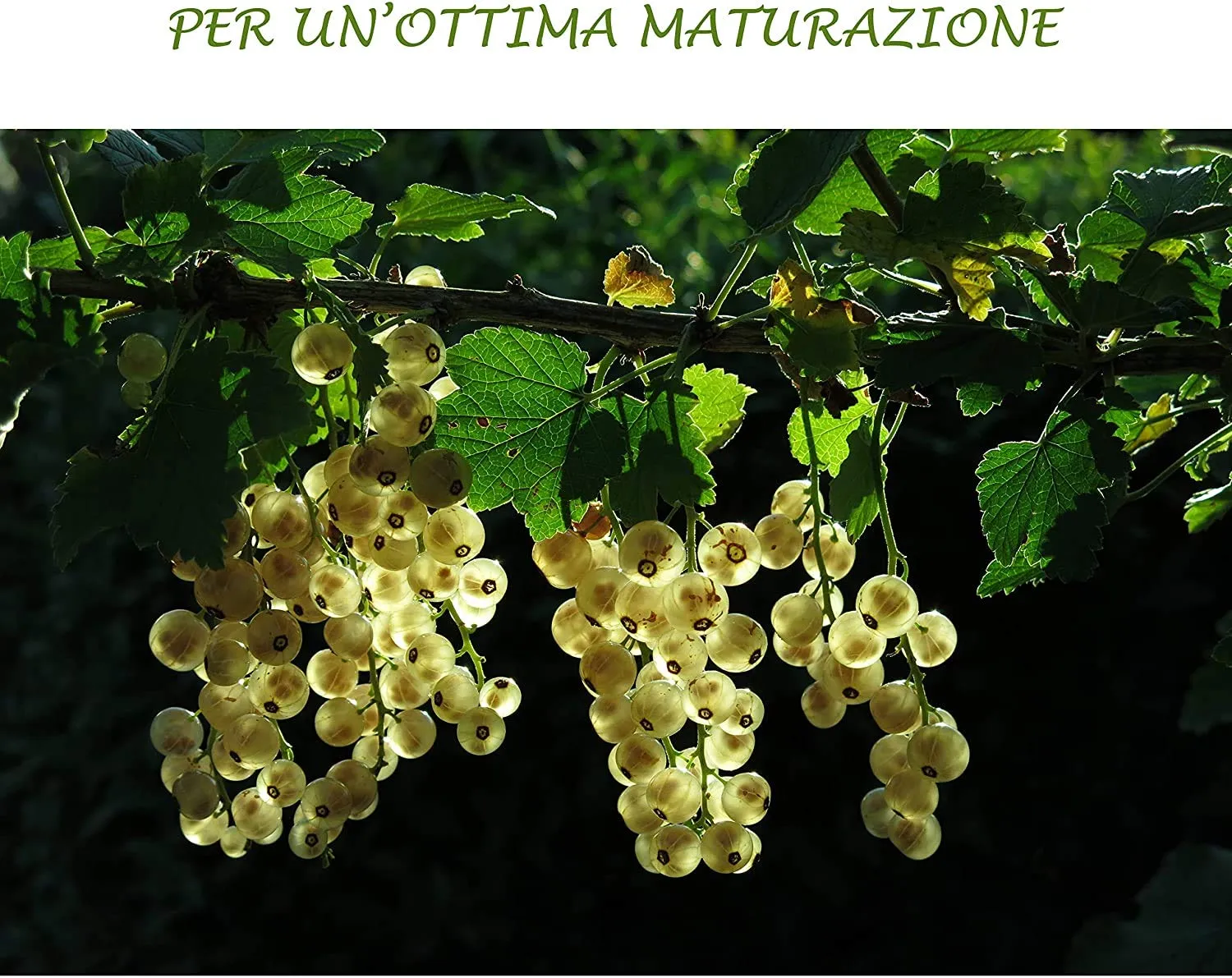 BIOALT Magnifico Vigneto kit vite 4 prodotti naturale