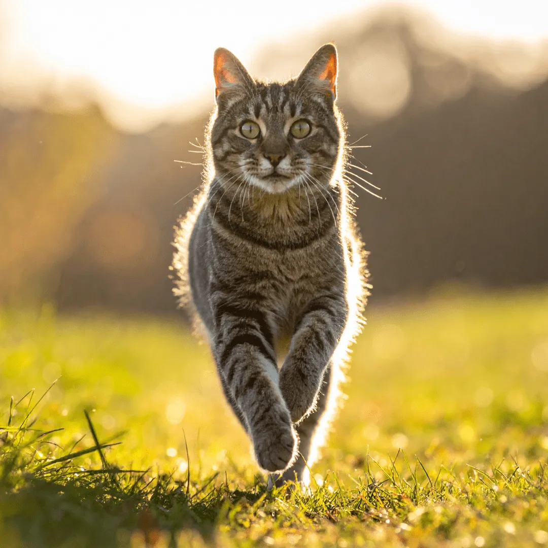 ZoLogik Wallguard dissuasore granuli 30g cani e gatti