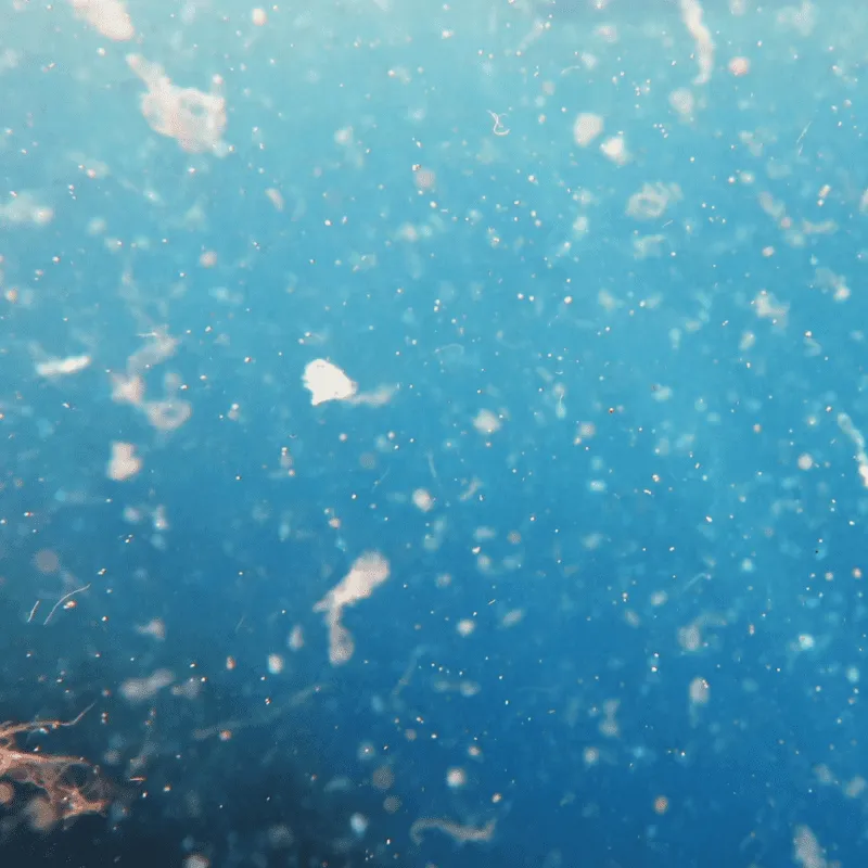 ZoLogik EnzyVeba 00PL biorimediatore microplastiche