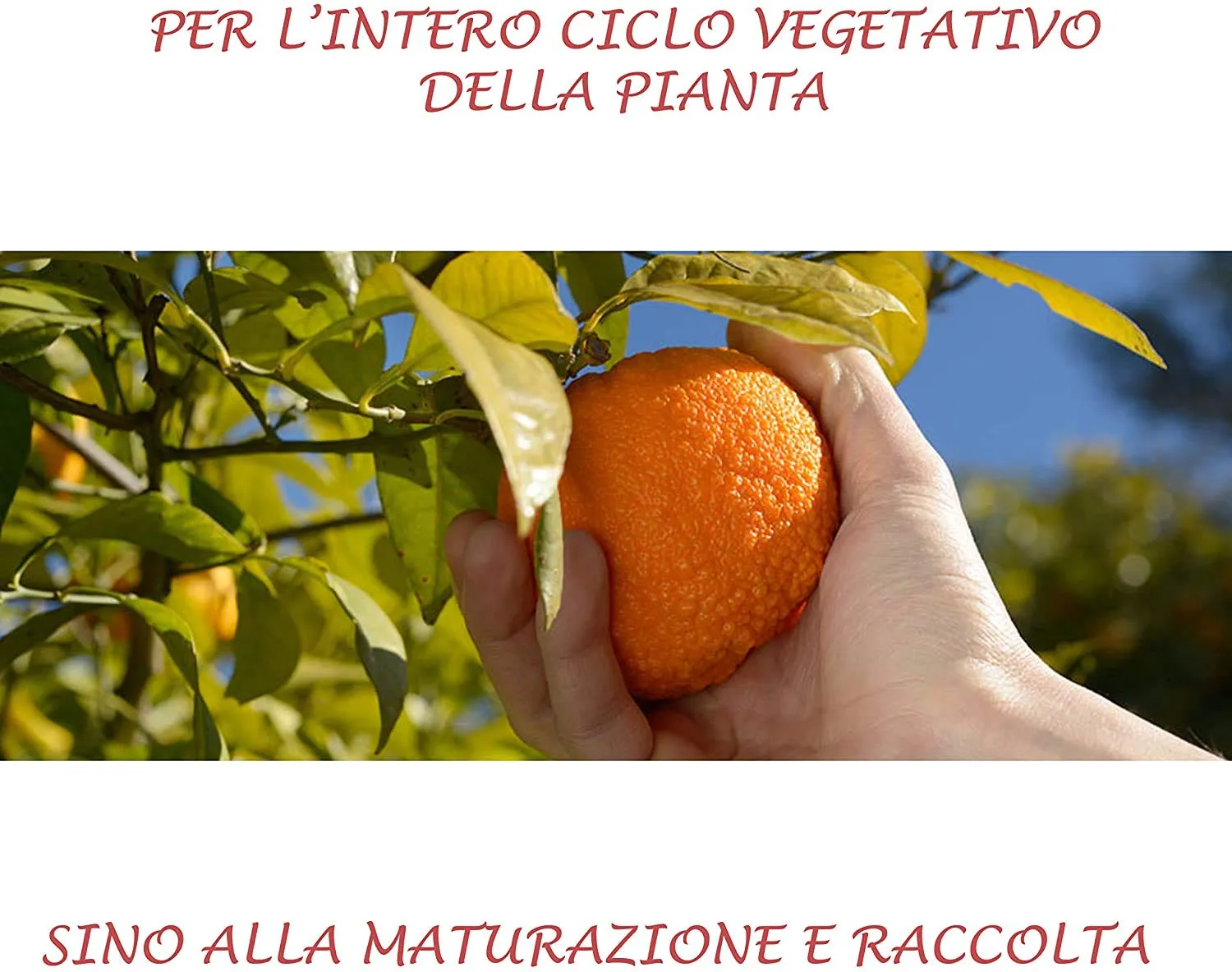 Bioalt Agrumi Concime liquido 3 litri NPK completo
