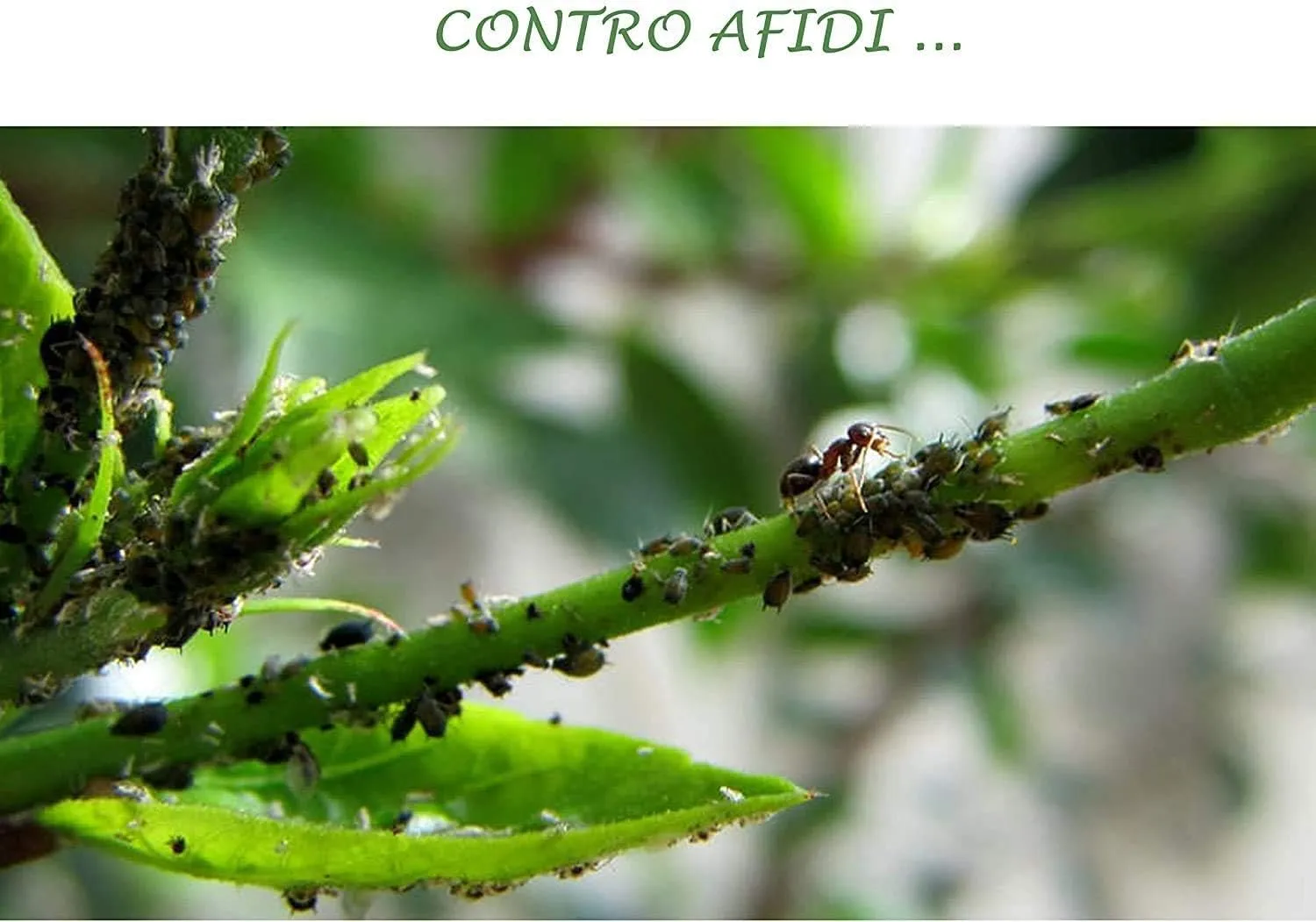 BIOALT Ortica estratto naturale 1 litro afidi