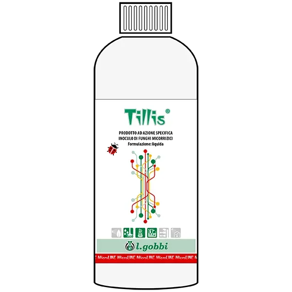 Lgobbi Tillis inoculo micorrizico radici