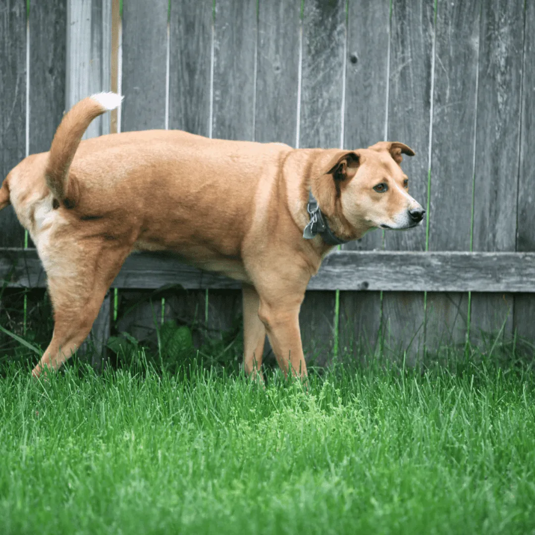 ZoLogik Wallguard dissuasore granuli 30g cani e gatti