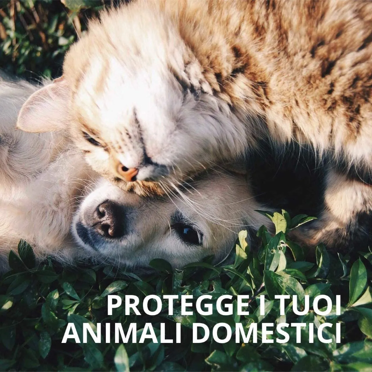 BIOALT Formiche disabituante granulare 1 kg naturali