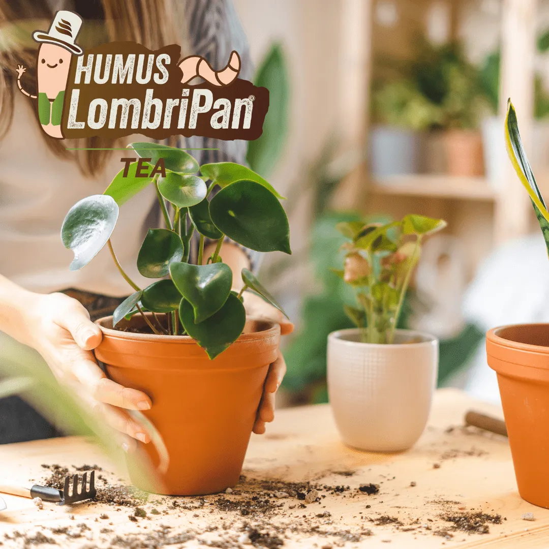 ZoLogik Humus LombriPan Tea humus 6 bustine 15g radicale