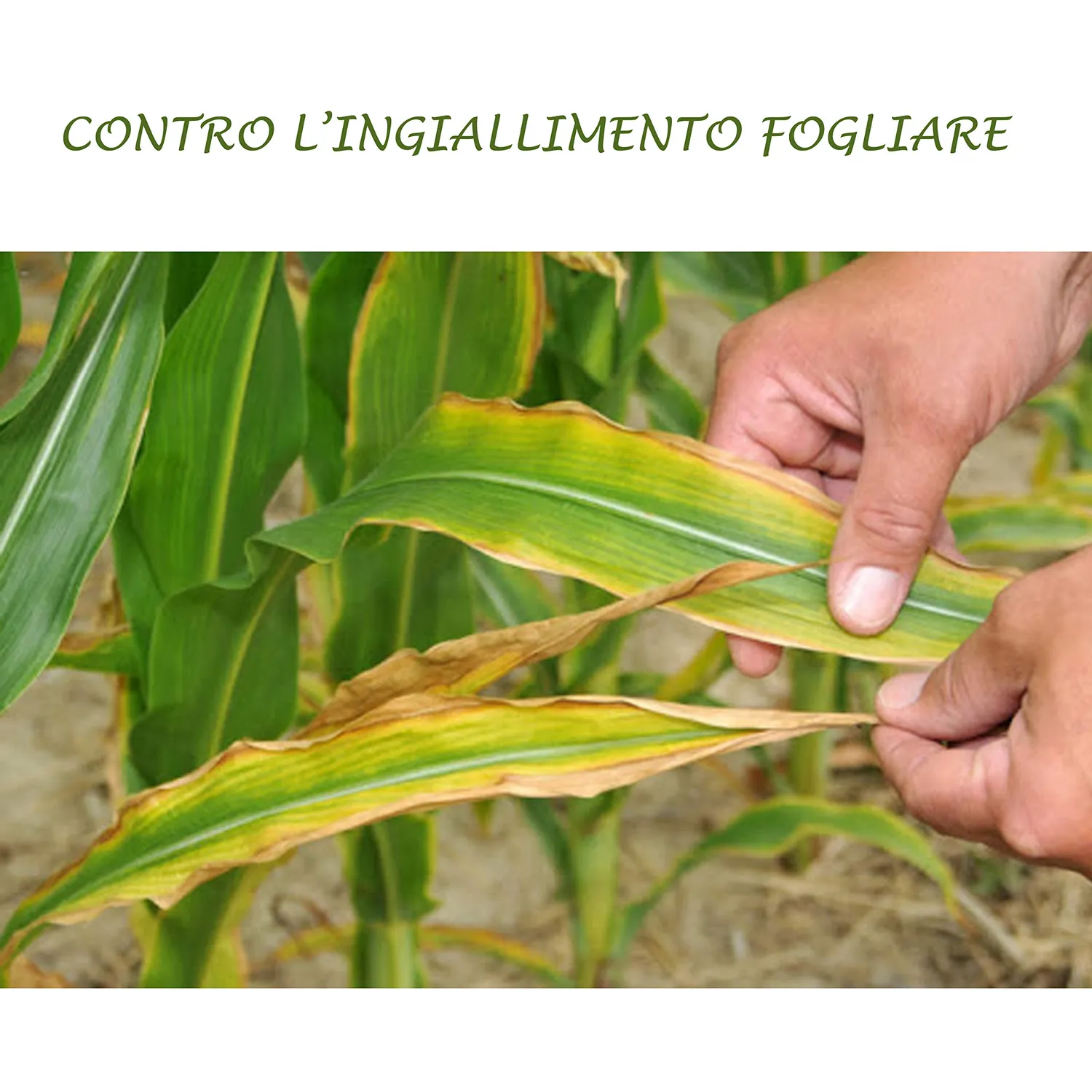 BIOALT Piante Verdi concime liquido 250 ml NPK