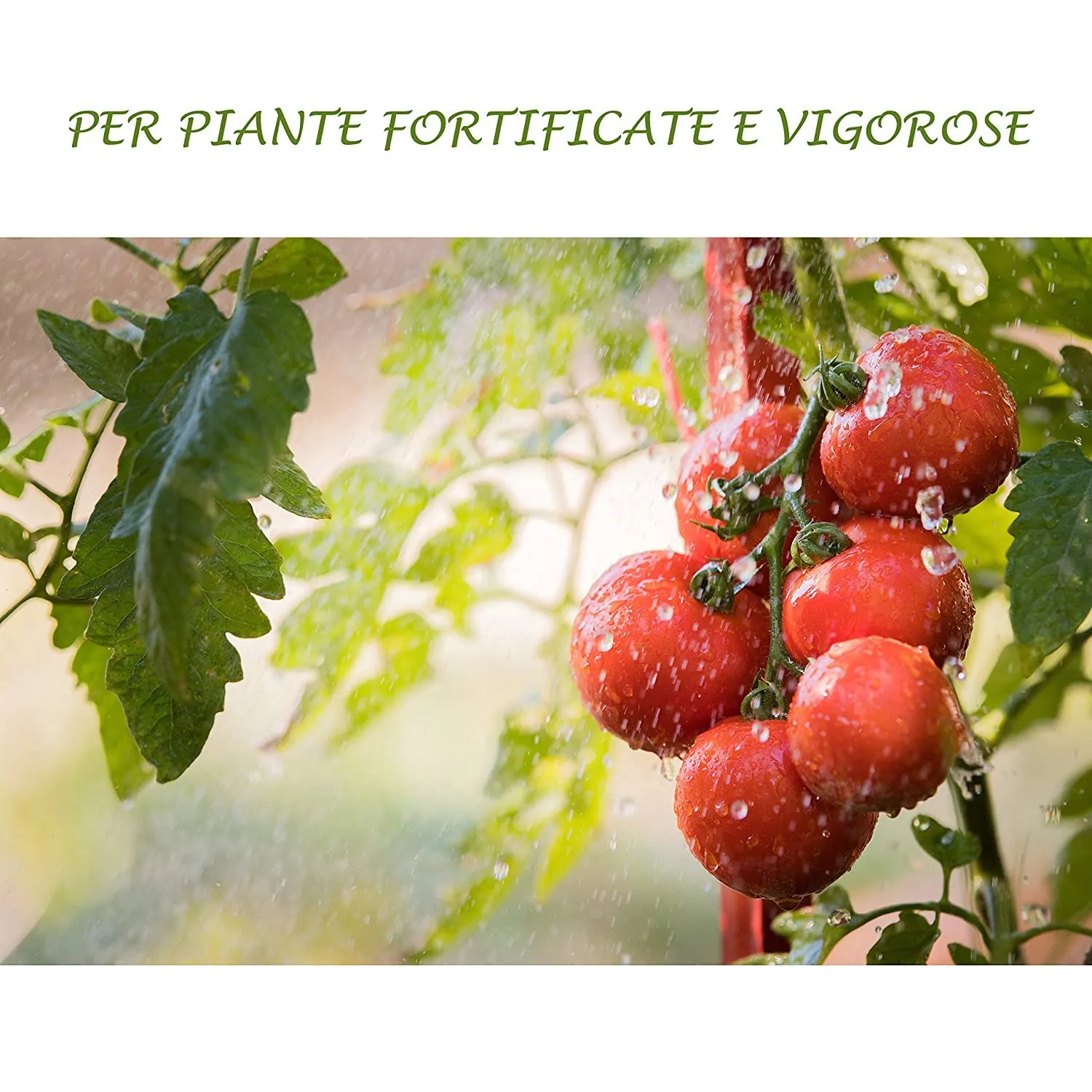 BioAlt Fixar adesivante bagnante naturale 1 L al fruttosio