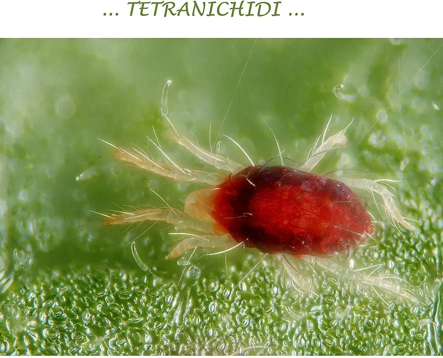 BIOALT Ortica estratto naturale 1 litro afidi