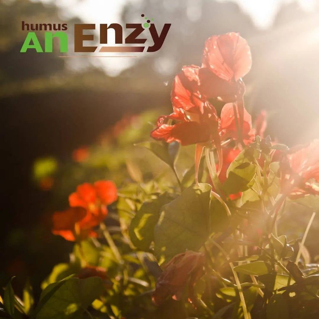 ZoLogik Humus AnEnzy Solid Biochar 8,5 q