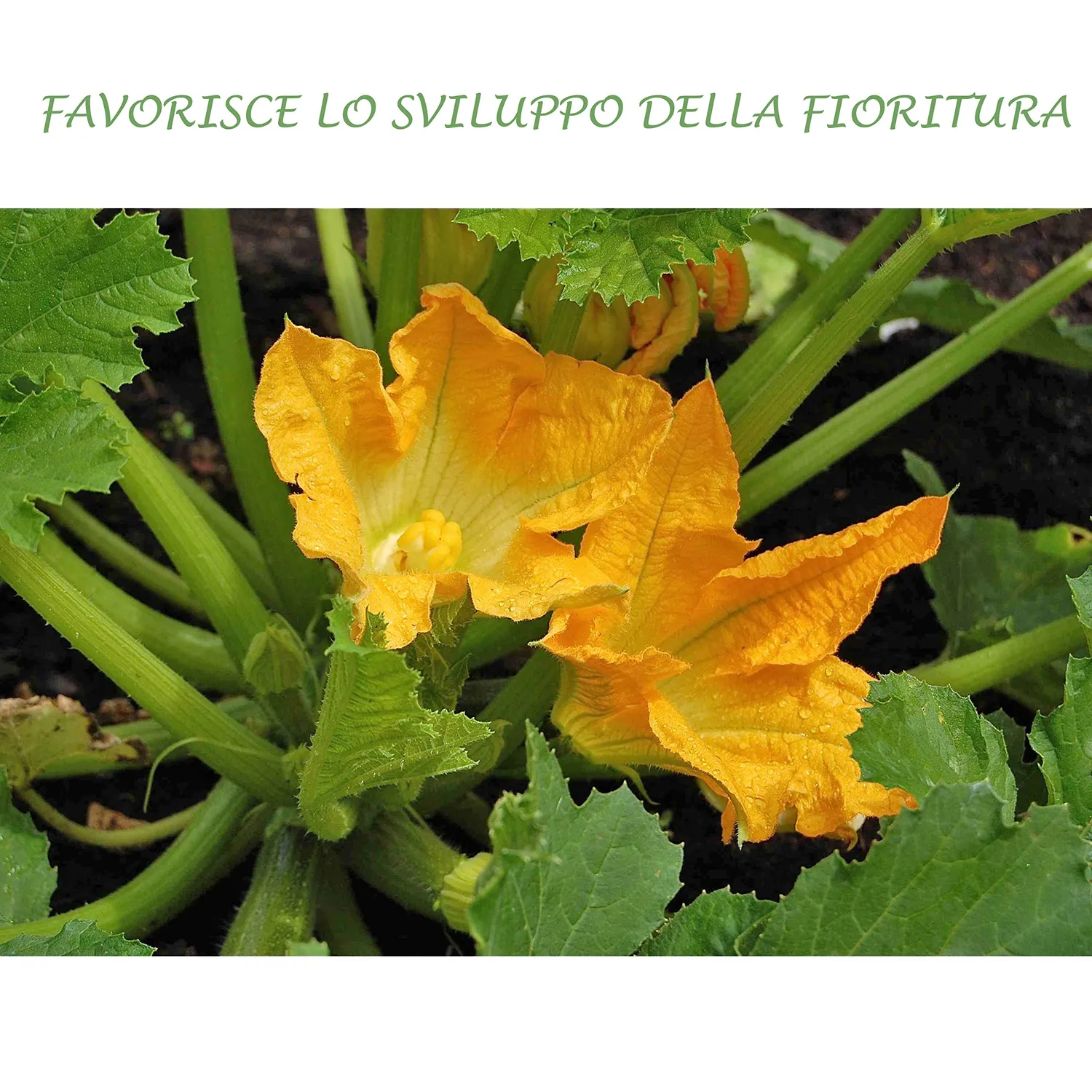 BIOALT Universale 20.20.20 concime NPK 1 kg fiori e frutti