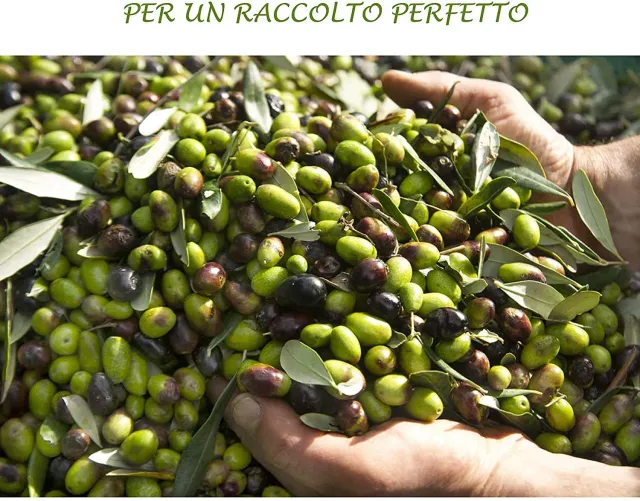 Bio A.L.T. Olivo Concime Liquido NPK 3 Litri Completo