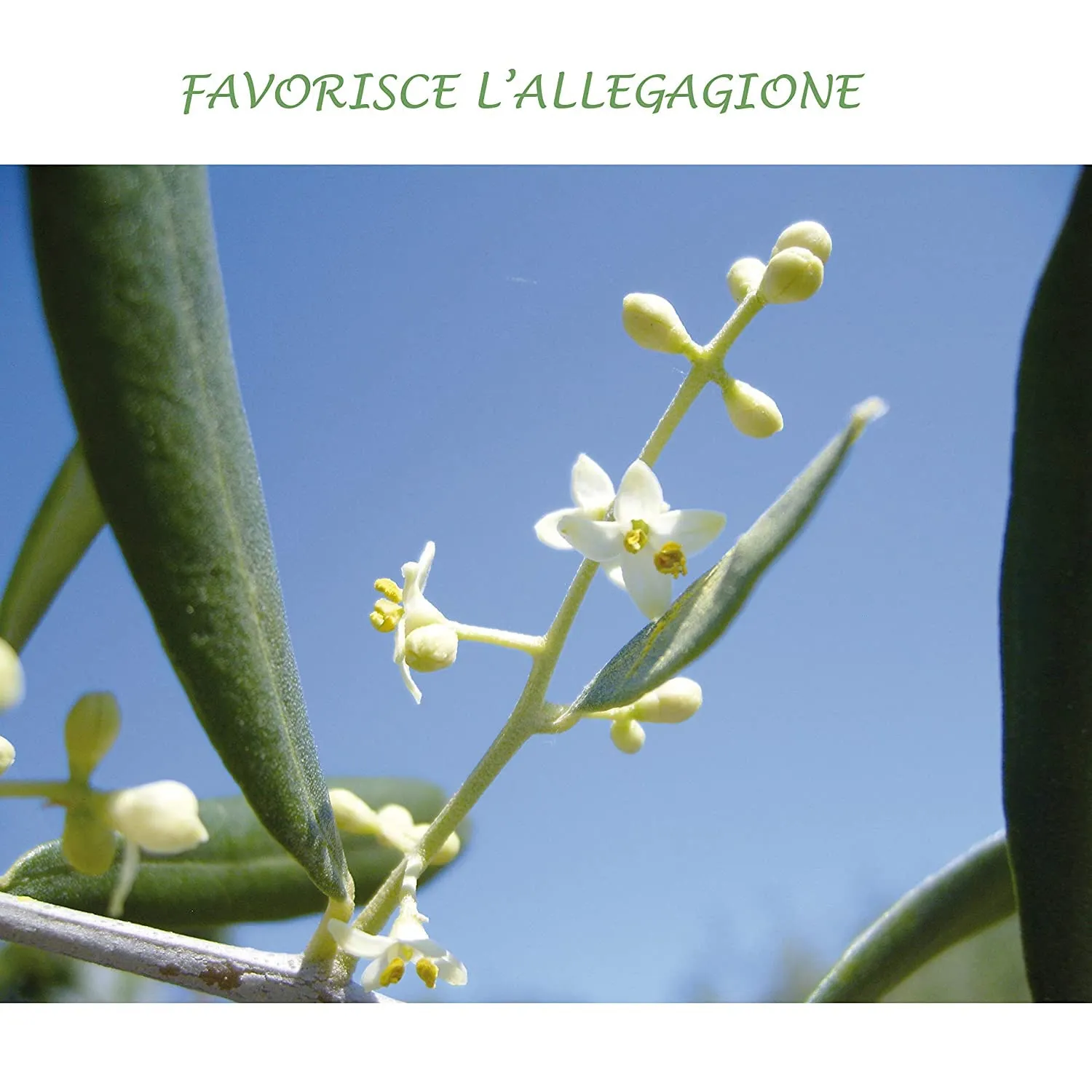 BIOALT Fertil Bio concime organico liquido 1 L azotato