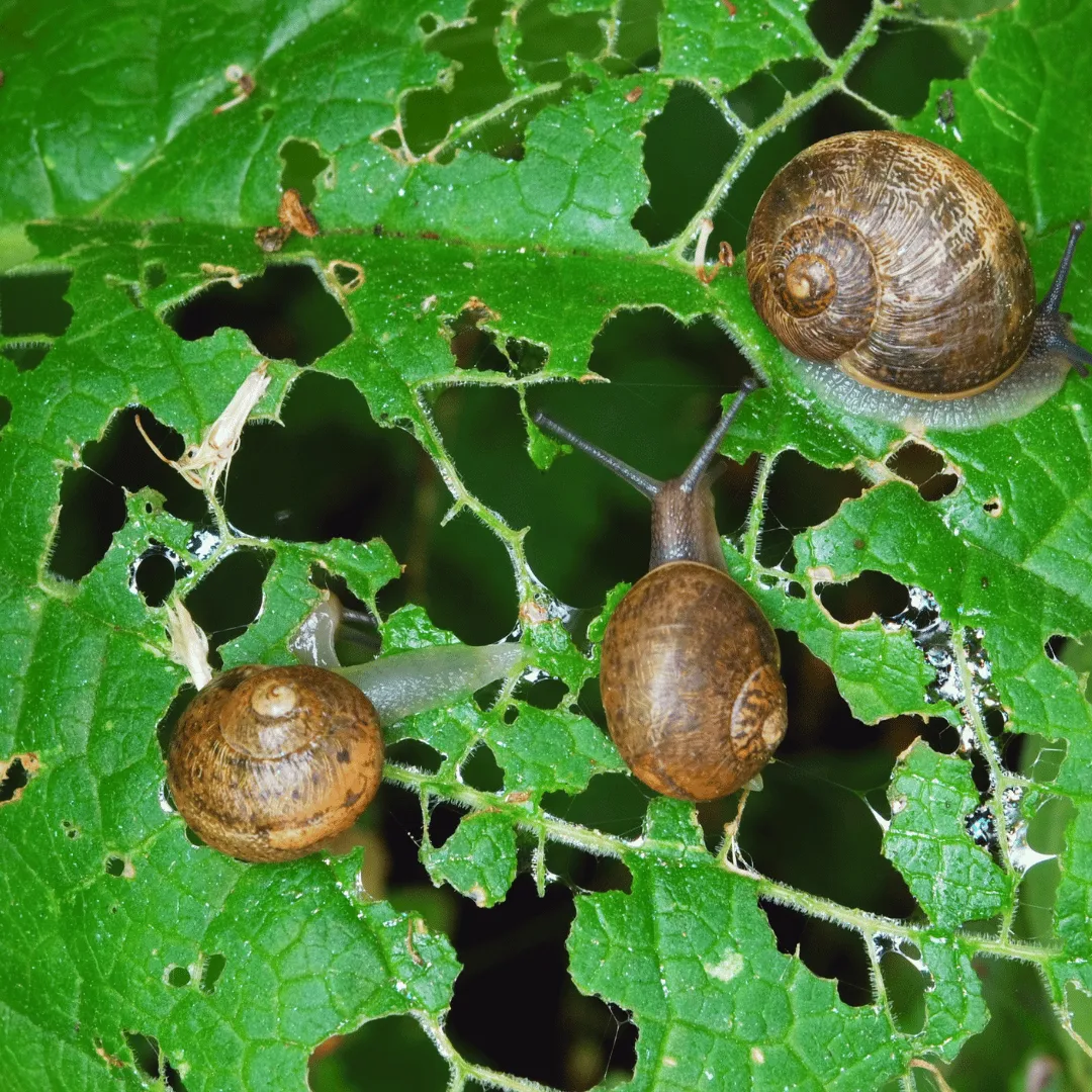ZoLogik Snails barriera anti lumache 5kg naturale