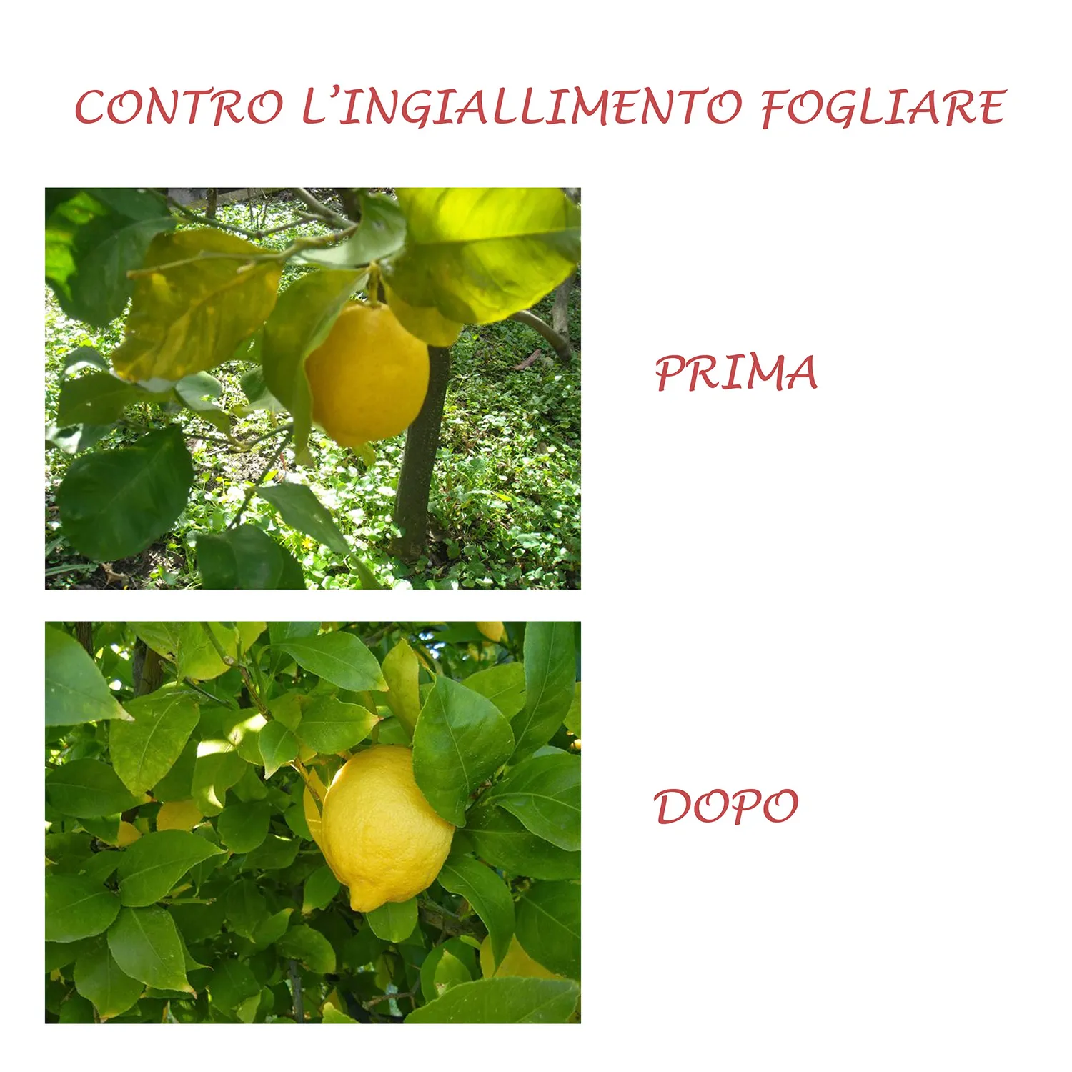 BIOALT Agrumi concime liquido limoni e aranci 250 ml