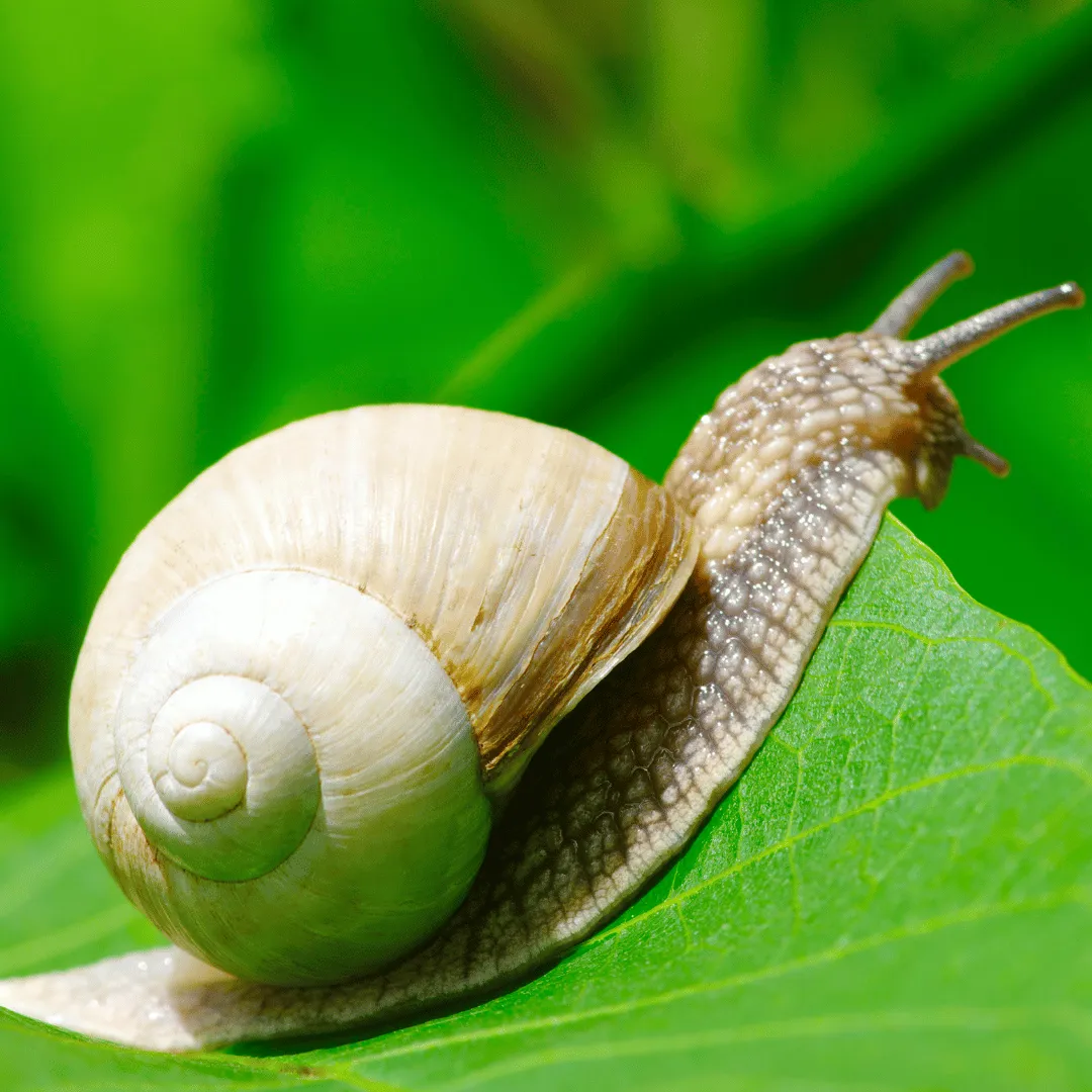 ZoLogik Snails barriera anti lumache 5kg naturale