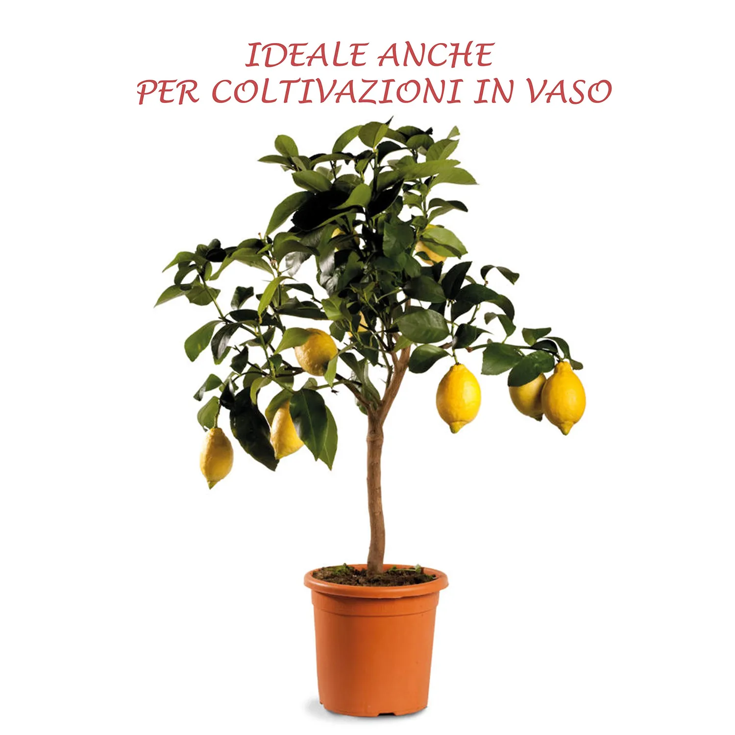 BIOALT Agrumi concime liquido limoni e aranci 250 ml