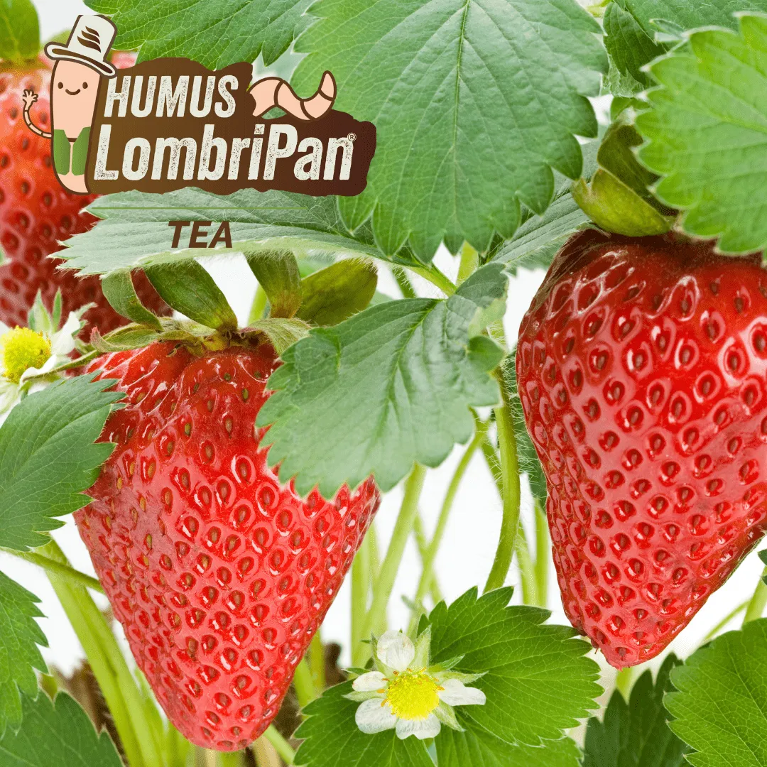 ZoLogik Humus LombriPan Tea humus 6 bustine 15g radicale