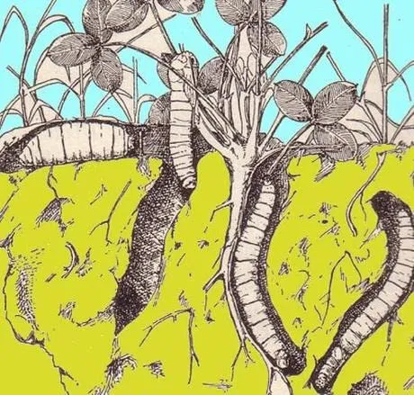 BioAlt Disabituante Granulare insetti terricoli 1 kg oli essenziali
